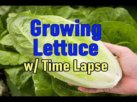 HOW TO GROW LETTUCE (with TIMELAPSE)