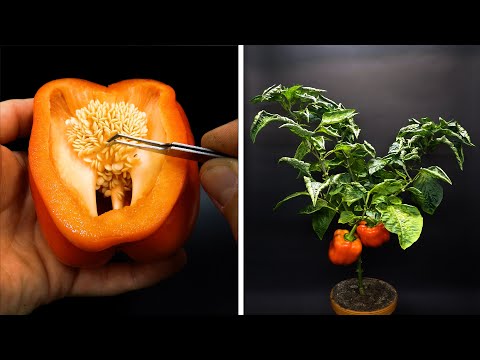 Growing Red Bell Pepper From Seed Time Lapse - 4 Months