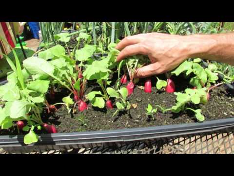 Grow Full Size Radishes in Seed Flats: 1-2 Inches of Soil! -TRG 2016