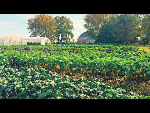 Growing Brussels Sprouts | Iowa Ingredient