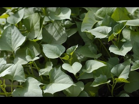 How to grow sweet potato shoots (???????)