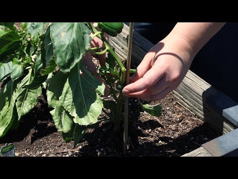 How to Stake Pepper Plants