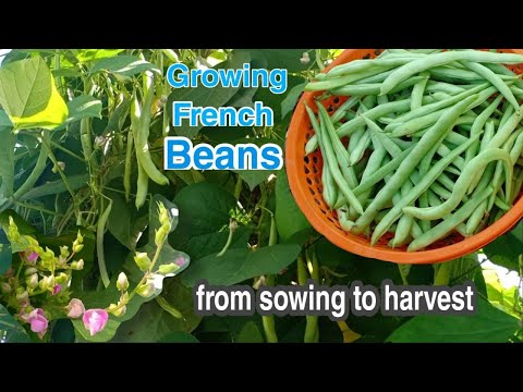 Growing French Beans from Sowing to Harvest/How to grow green beans from seeds at home by NY SOKHOM