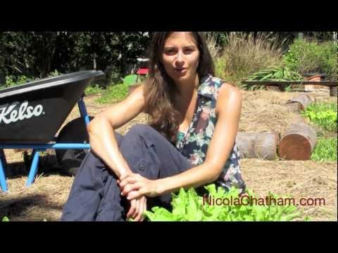 Growing Organic Garden Sorrel with Nicola Chatham