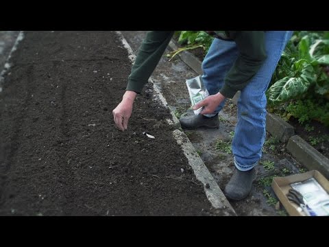 How to Sow Carrot & Parsnip Seeds | Organic Edible Garden