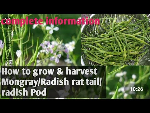 How to grow and harvest Mongray/ Radish rat tail/Radish pod/Urdu/Hindi/2020