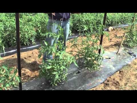 How to Grow Tomatoes: Trellis