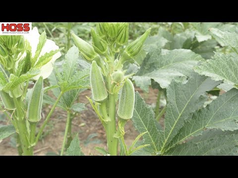 GROW MORE OKRA WITH THESE EASY TIPS!