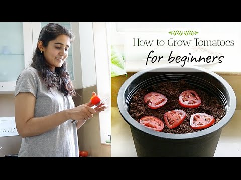 Grow with Me - Tomatoes | Ep 2