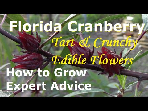 How to Grow the Amazing and Delicious Jamaican Sorrel, Tastes Just Like Cranberries!  Roselle