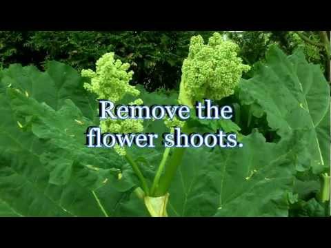 Growing Rhubarb Secret to maximum production - Care and Harvesting (Gardening Tips)