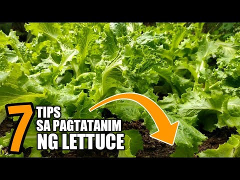 7 TIPS SA PAGTATANIM NG LETTUCE. How to plant lettuce