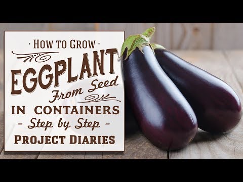 ? How to: Grow Eggplant aka Aubergine from Seed in Containers (A Complete Step by Step Guide)