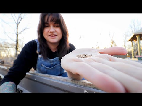 How to Sow Carrots Seeds (The simple trick to good germination every time!) | Gardening Tips