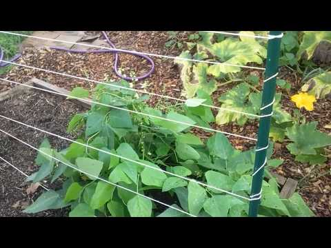 Poor Man's Trellis and Planting Sugar Snap Peas