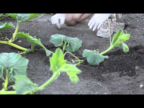 Grow Big Pumpkins - Vine Burying, Pollination, Vine Training