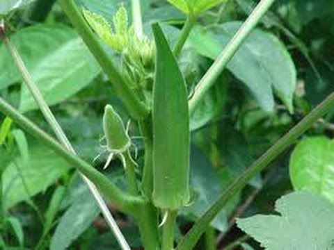 Growing and Harvesting Okra