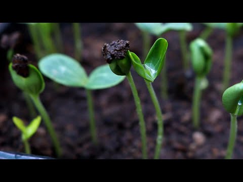 Quick Way To Grow Watermelon From Seeds