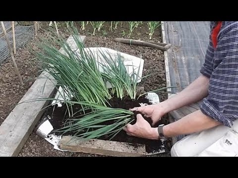Allotment Diary : How to grow Leeks : Planting out
