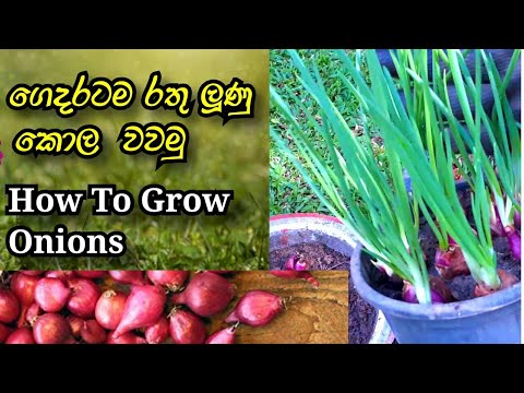 ????? ??? ???? ??? ???? | How To Grow Onions At Home