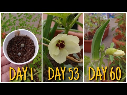 How to grow Okra/ Lady Finger/ Bhindi in pot from seed to harvest (60 Days Update)