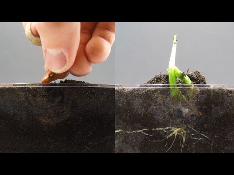 Growing Kidney Bean Time Lapse