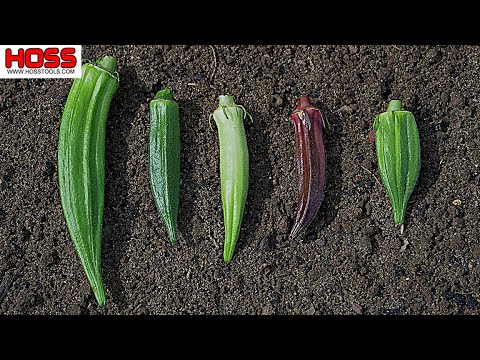 WHICH OKRA VARIETY IS THE MOST PRODUCTIVE?