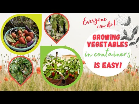 How to grow vegetables in containers? (English Version)