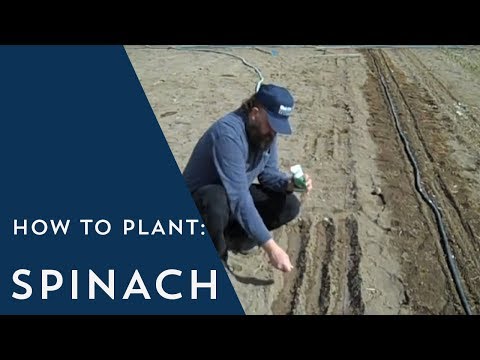 How to Plant Spinach