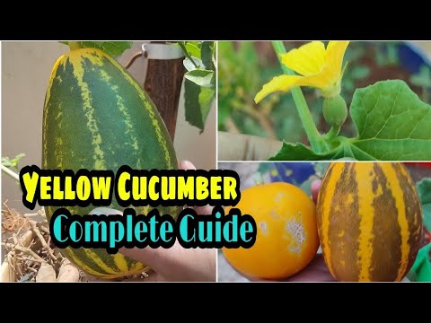 How To Grow Cucumber Complete Guidance #gardening #yellowcucumber