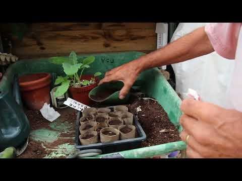 How to grow Cauliflowers.