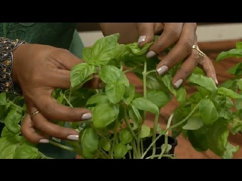 How to Care for a Basil Plant : Gardening Tips