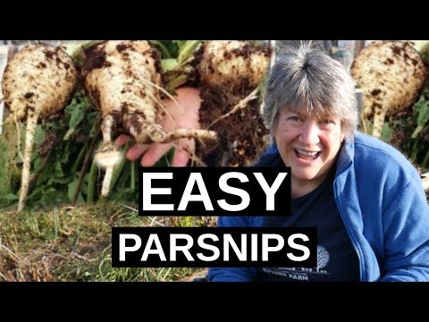 PARSNIPS How To Grow Parsnips (Winter Vegetable)
