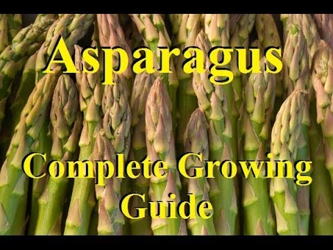How To Grow Asparagus - Complete Growing Guide