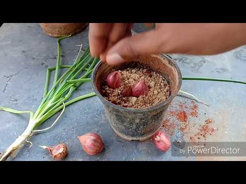 How to grow and propagate Shallots || Sambhar Irulli in Kannada || Kitchen garden herbs