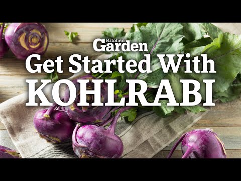 How to Get Started Growing Kohlrabi | Sowing Kohlrabi