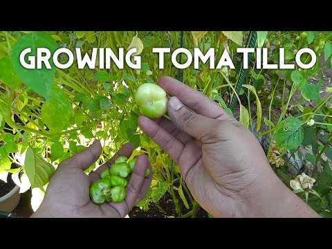Tomatillo Planting, Growing, Harvesting - Enjoy this tangy twist on tomatoes!