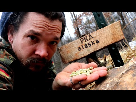 PLANTING ALASKA PEAS