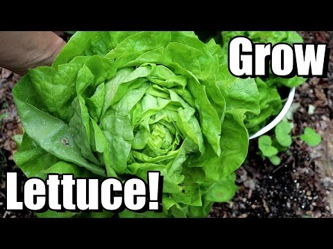 How to Grow Lettuce from Seed to Harvest