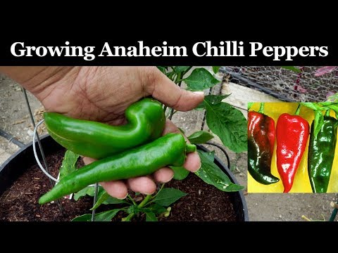 Growing Anaheim Chilli Peppers - How To Grow Anaheim/New Mexico.California Chillies