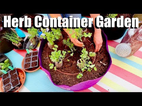 How to Plant an Herb Container Garden with Easy-to-Grow Herbs ??