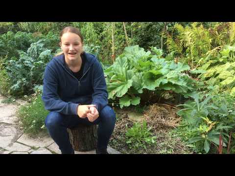 Grow Sorrel with Emma