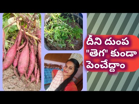 How to grow sweet potatoes at home easily.. ???? ||sweet potatoes|| RJ Vlogs & Gardening||