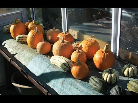 Everyone Can Grow A Garden (2018) #32 How to Harvest Winter Squash