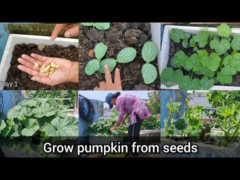 Kaddu ke plant ki care/how to grow pumpkin plant from seeds/care of pumpkin plant in my roof garden