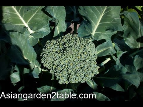 How to grow Broccoli with big and tight flower head