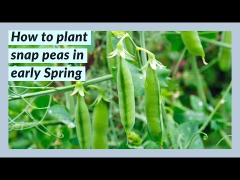 How to plant snap peas in early Spring