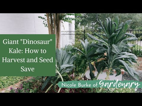 Giant "Dinosaur" Kale: How to Harvest and Seed Save for the Next Growing Season