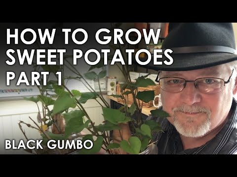 How To Grow Sweet Potatoes Part 1 || Black Gumbo