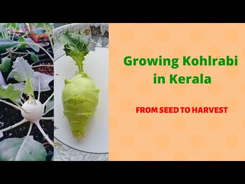 How to grow Kohlrabi in containers | Growing Kohlrabi- From seed to harvest